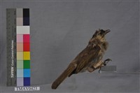 藏品(烏頭翁)的圖片